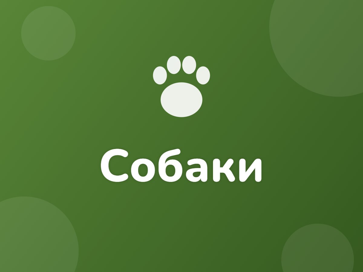 Собаки